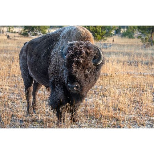 Hopkins, Cindy Miller 아티스트의 USA-Wyoming-Yellowstone National Park-Upper Geyser Basin-Lone male American bison-aka buffalo with 작품입니다.